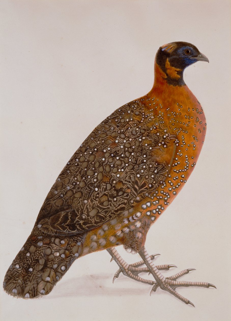 Maker okänd, Indien - Crimson Horned Pheasant (Satyr Tragopan) av Unbekannt Unbekannt