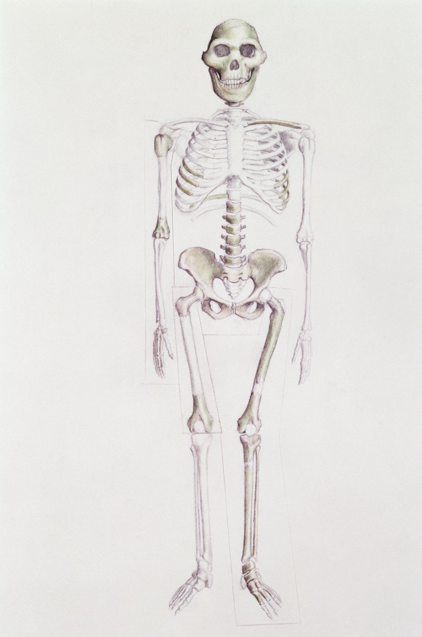 Skelett av Australopithecus africanus av Unbekannt Unbekannt