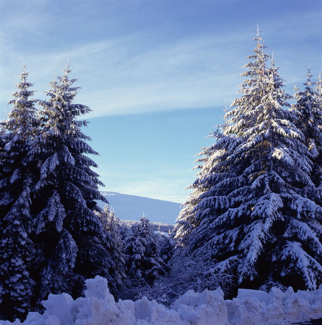 Snötäckta granar på Wicklow-bergen av Unbekannt Unbekannt