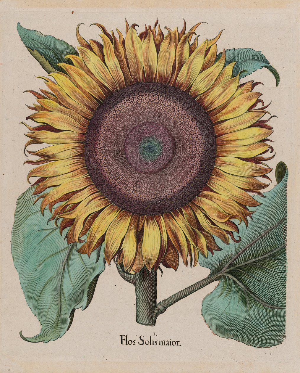 Oidentifierad konstnär - Stor solros (Flos Solis Maior), tallrik 1 från del 5, B. Besler, Hortus Eystettensis, 1713 redigera ... av Unbekannt Unbekannt
