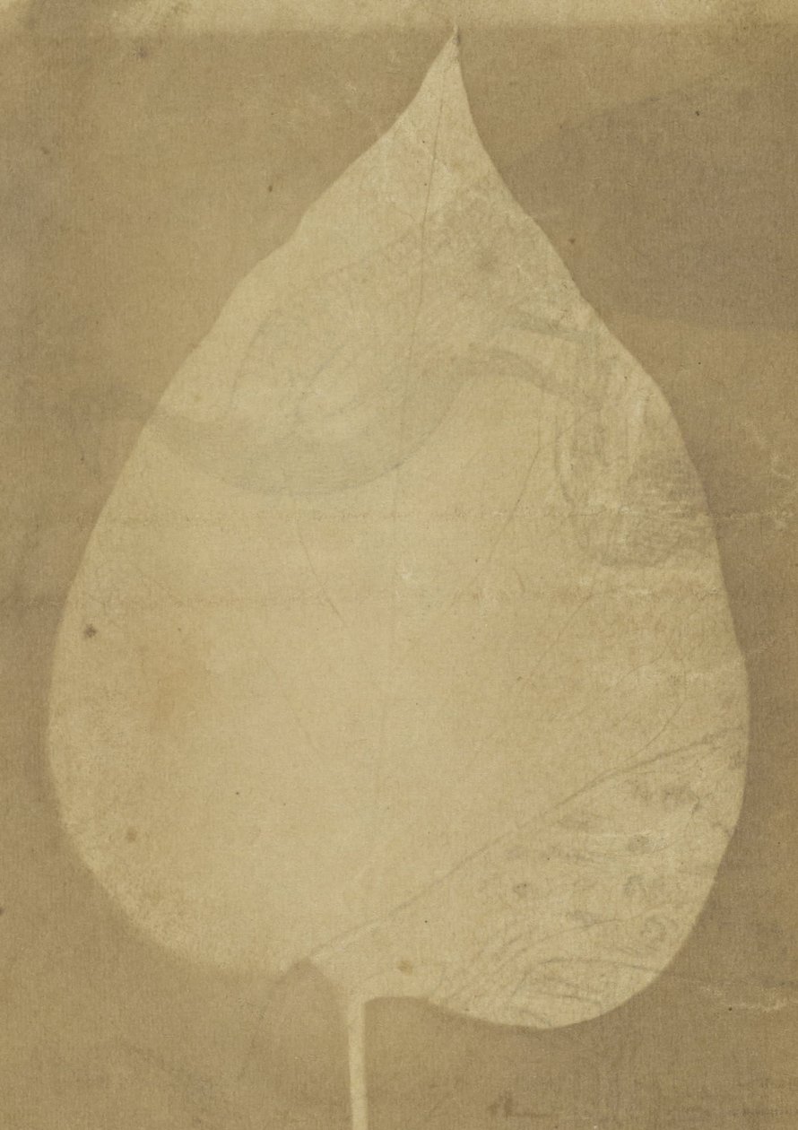 Okänd tillverkare, brittisk, aktiv Indien ca 1843 - (ett enda blad) av Unbekannt Unbekannt