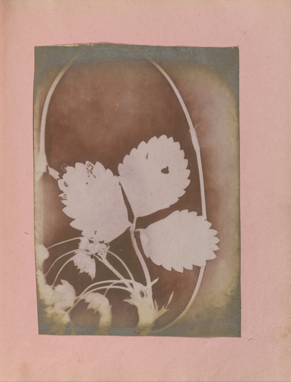 Okänd tillverkare, brittiskt, aktivt Indien ca 1843 - (Växtgren med blad och blommor) av Unbekannt Unbekannt