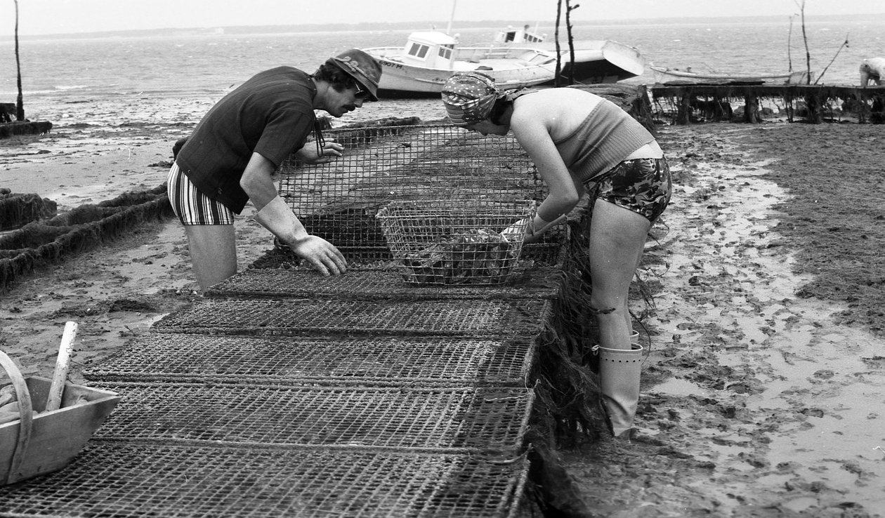 6080 C18 Ostregrower i Vendee Oyster augusti 1974 av Unbekannt