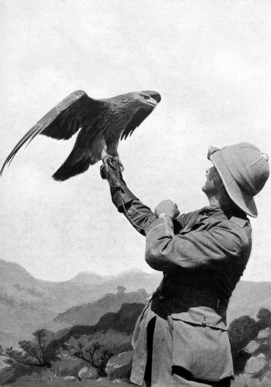 En brittisk officer med en tämd kungsörn, Salonika, Grekland, första världskriget, 1914-1918, c1920 av Unbekannt