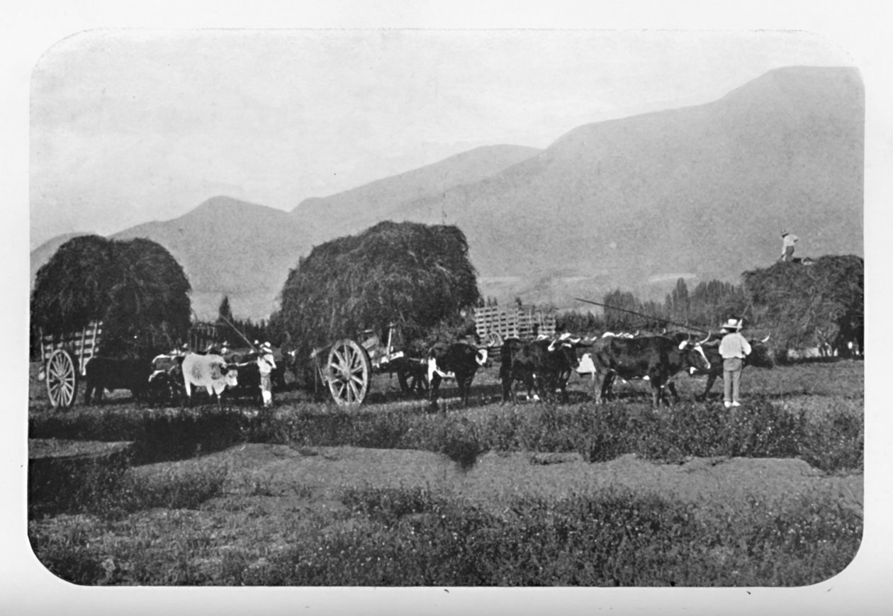 En chiliansk skörd, 1911 av Unbekannt