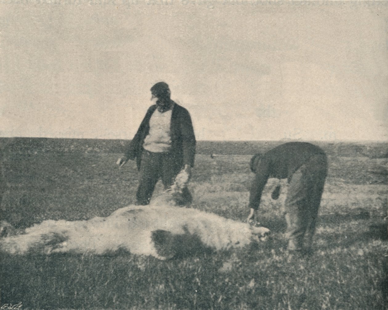 En död björn på Reindeer Island 21 augusti 1893, 1893 1897 av Unbekannt
