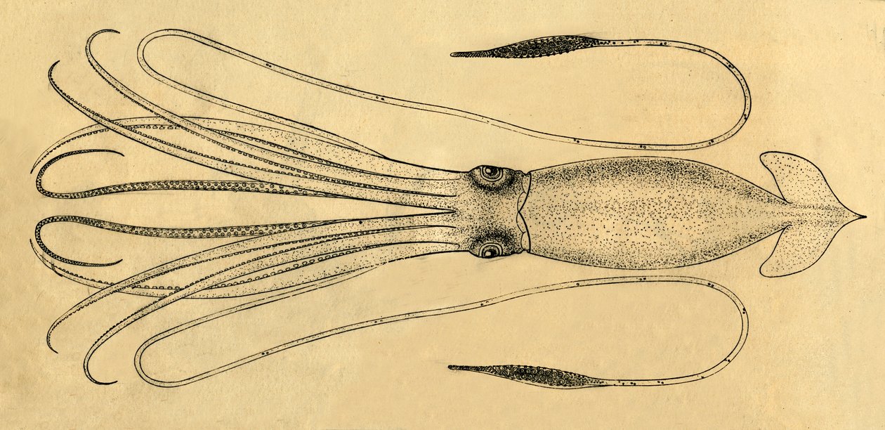 Ett diagram över jättebläckfisken, 1881. av Unbekannt