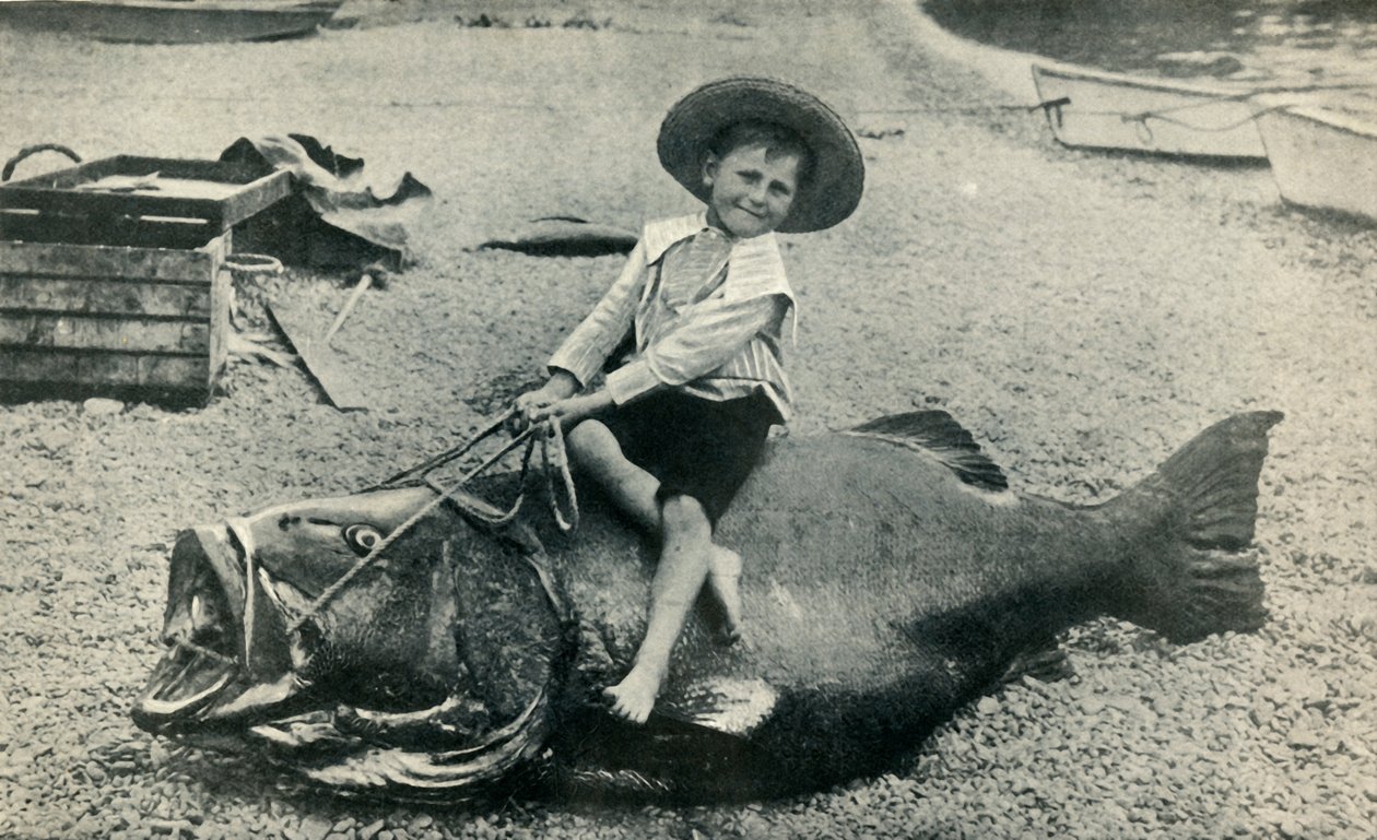 En Fishy Steed! - En svart havsabborre - vikt 363 pund, 1901. av Unbekannt