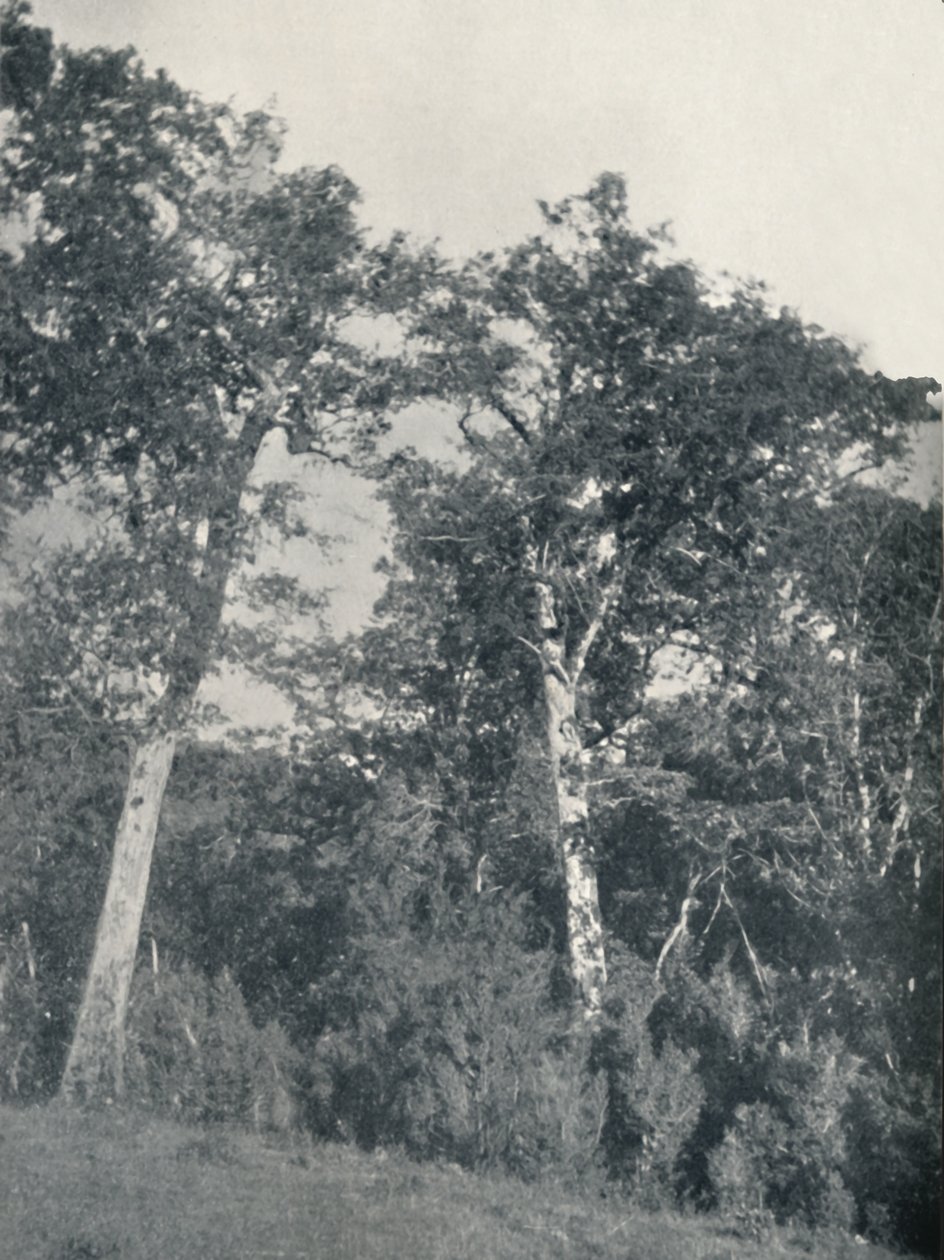 En skog av antarktisk bok vid Temuco, 1911 av Unbekannt
