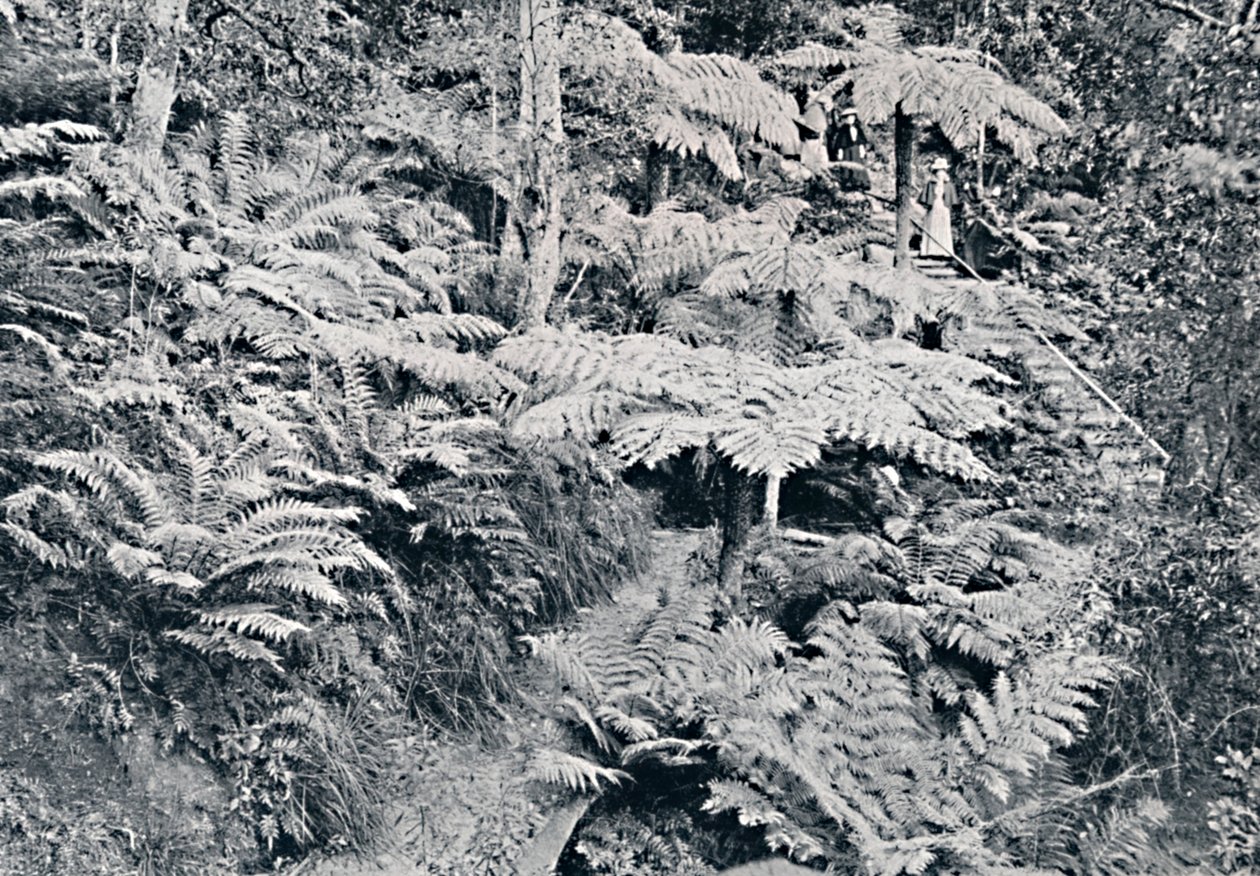 En skog av trädormbunkar, Leura, Blue Mountains, c1900. av Unbekannt