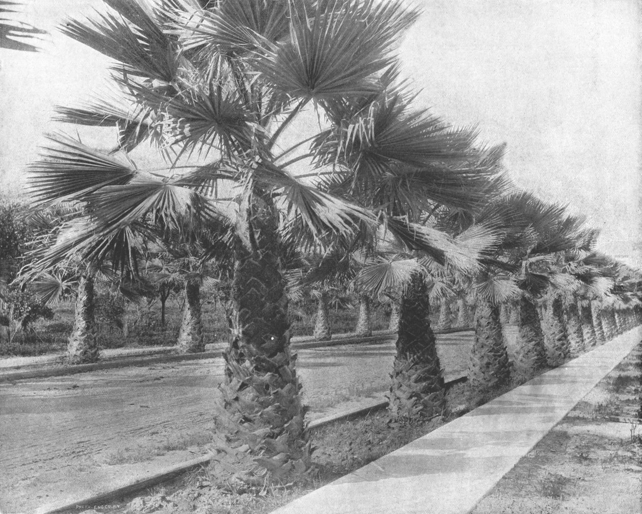 A Palm Avenue i Los Angeles, Kalifornien, USA, c1900. av Unbekannt