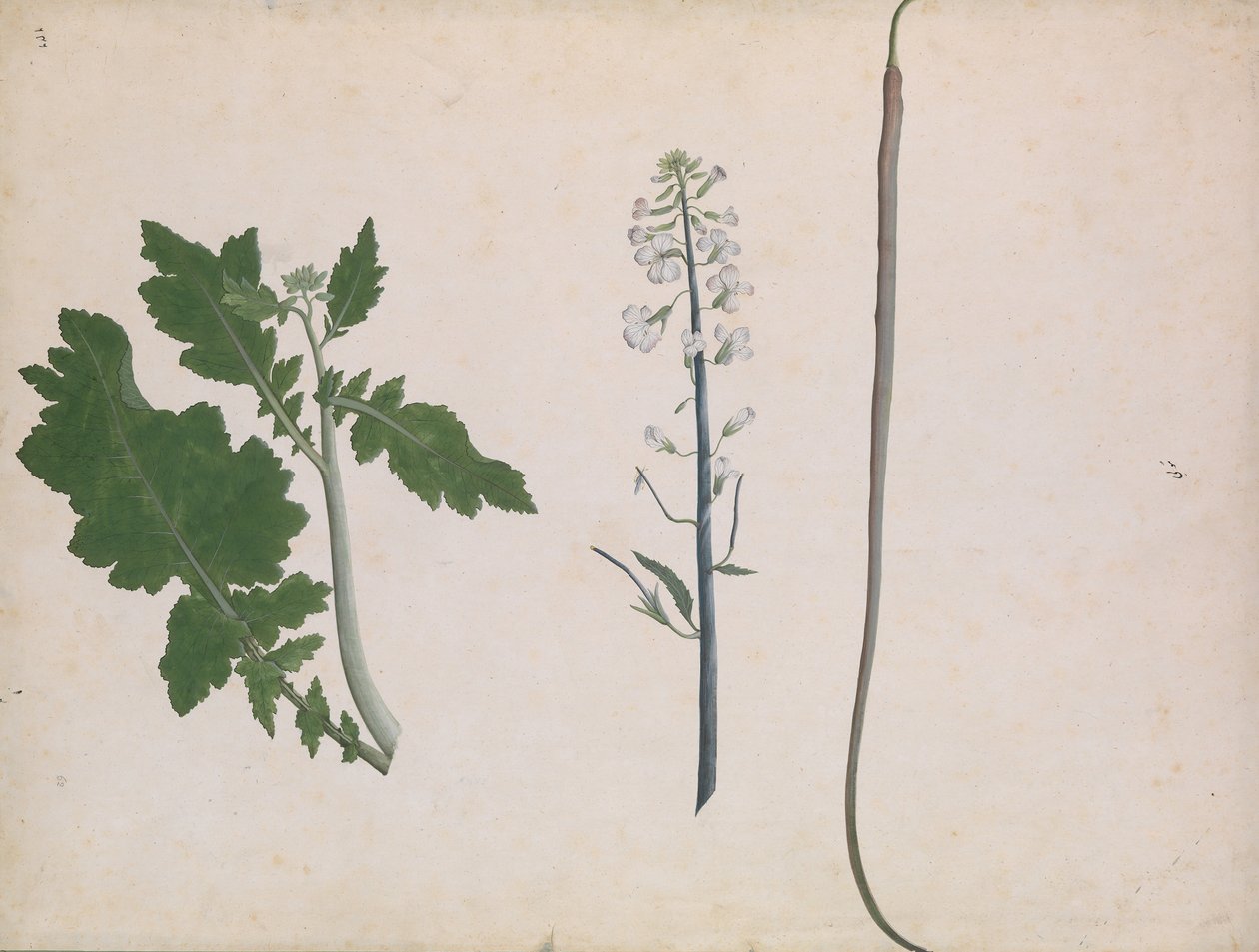 En rädisaväxt, frö och blomma, sent 1700-tal. av Unbekannt