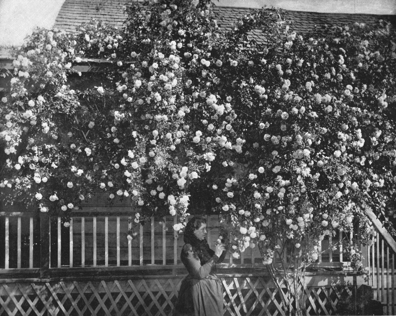 A Rose-Decked Home, södra Kalifornien, USA, c1900. av Unbekannt