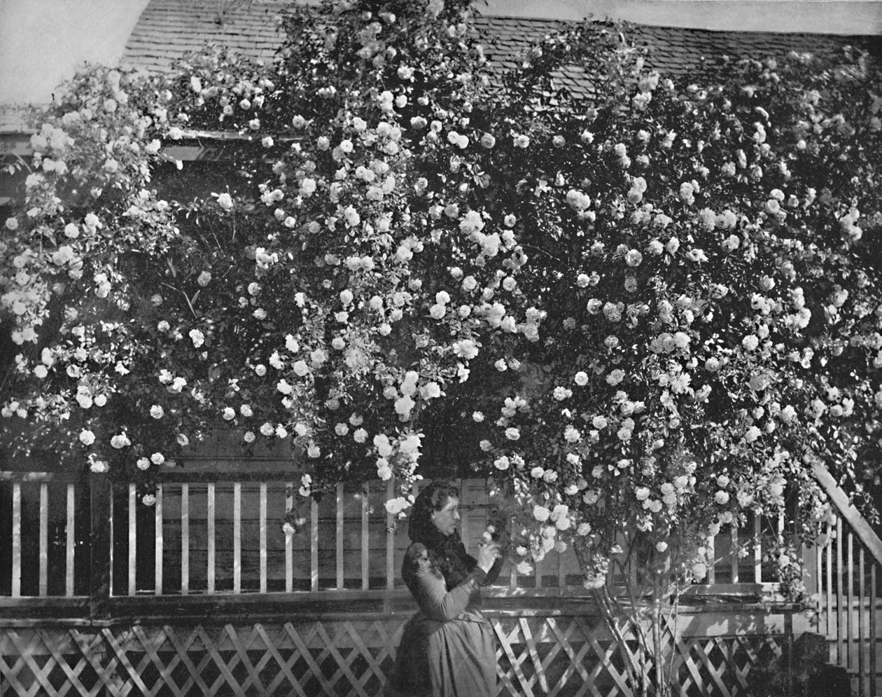 A Rose-Decked Home, Southern California, c1897. av Unbekannt