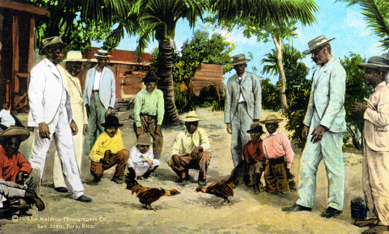 En tuppkamp, Puerto Rico, 1909 av Unbekannt
