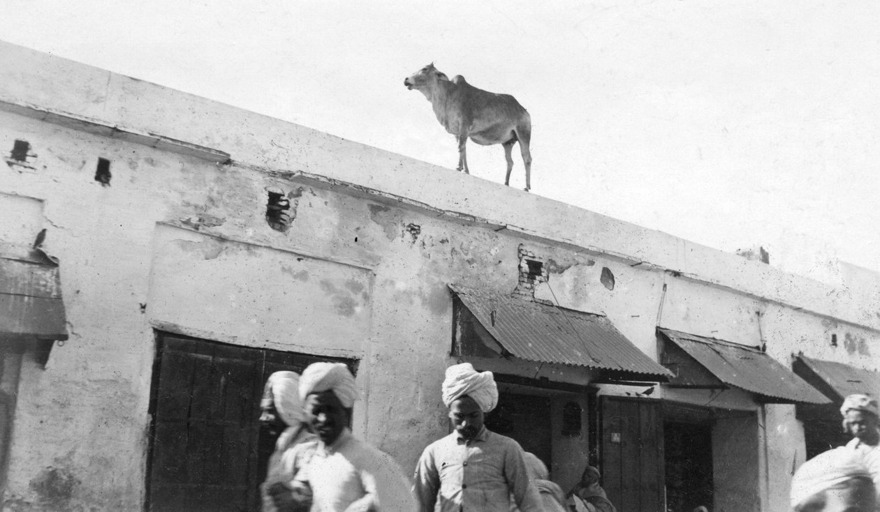 En ko på taket av en byggnad, Nowshera, Indien, 1916-1917 av Unbekannt