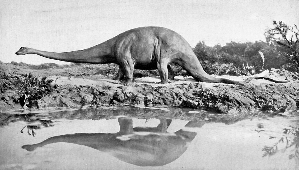 En diplodocus, 1900-talet av Unbekannt