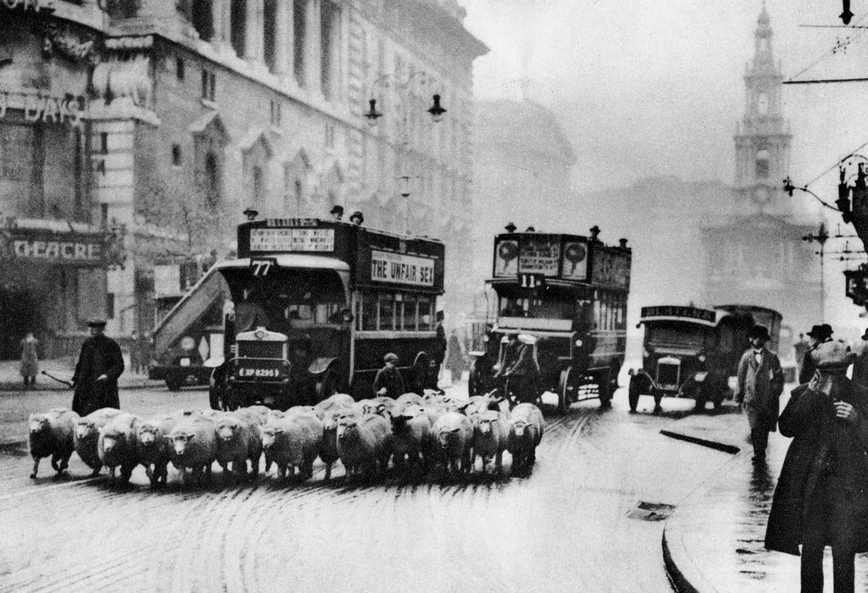 En flock får på Stranden, London, 1926-1927 av Unbekannt
