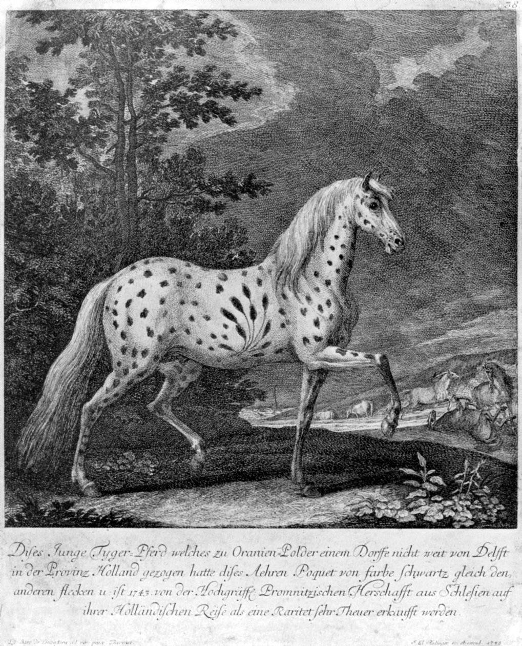 Ett missfoster i färg, Tyskland, 1722 1938 av Unbekannt