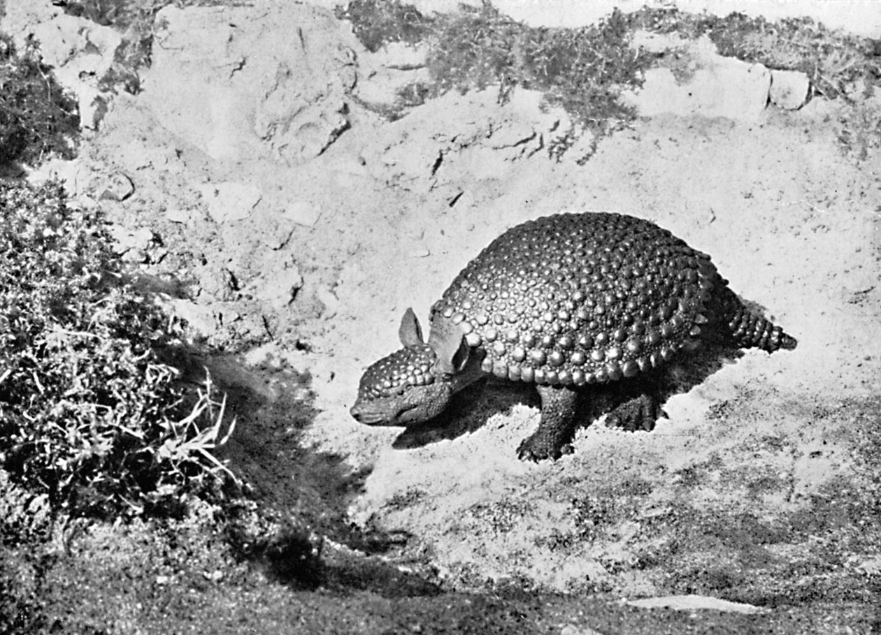 En glyptodon, 1900-talet av Unbekannt