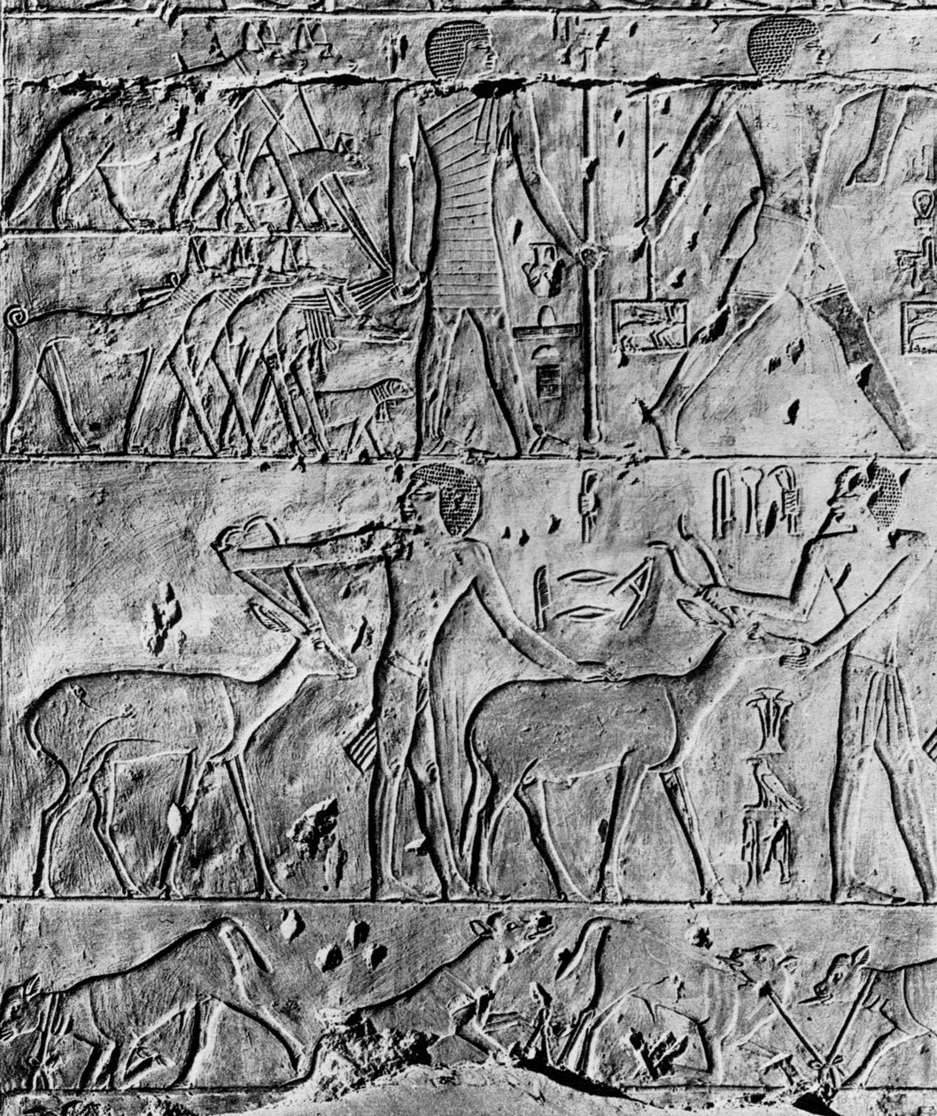 En jaktscen från Ptahhoteps grav, nära Saqqara, Egypten, c2650 f.Kr. 1936 av Unbekannt