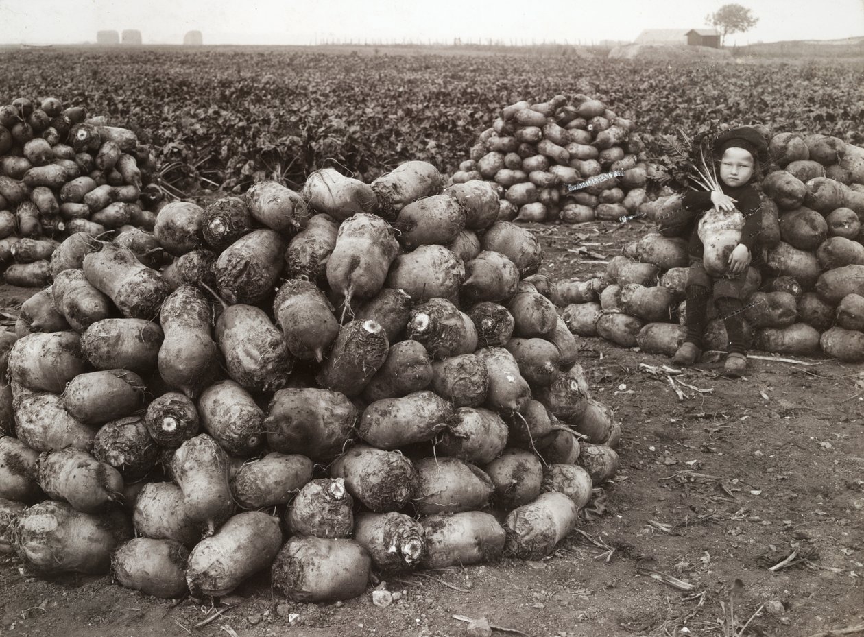 En liten flicka med högar av skördade kålrot, nära Landskrona, Sverige, 1910 av Unbekannt