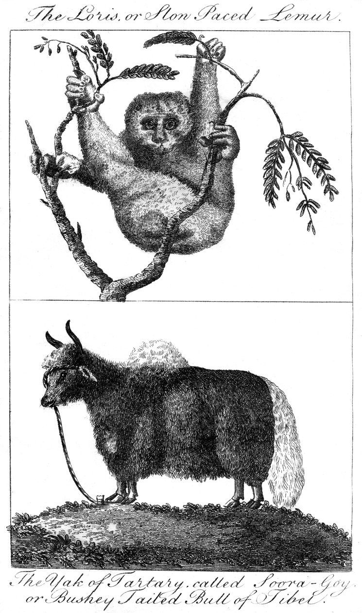 En loris och en jak, 1799 av Unbekannt