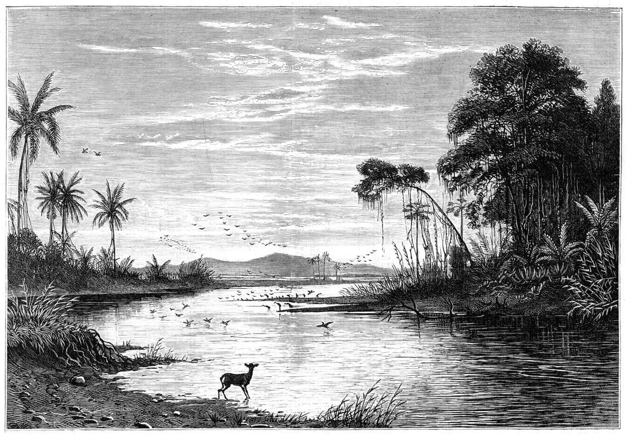En flodscen i Venezuela, 1877 av Unbekannt