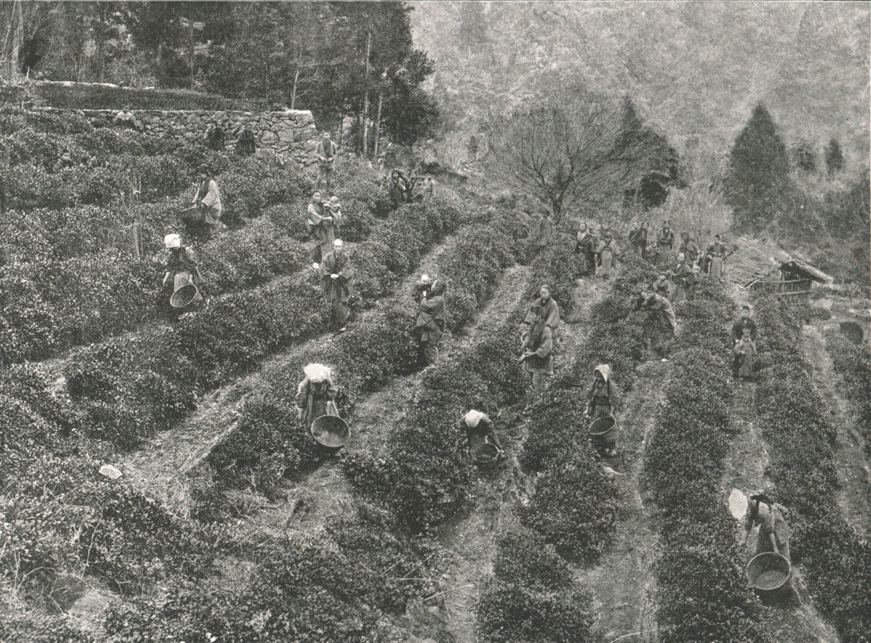 En teplantage utanför staden, Kobe, Japan, 1895. av Unbekannt