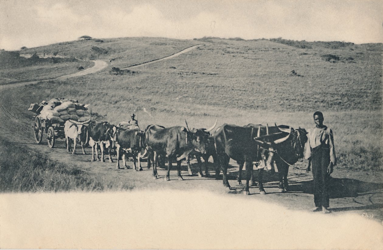 En typisk oxvagn - Sydafrika, tidigt 1900-tal. av Unbekannt