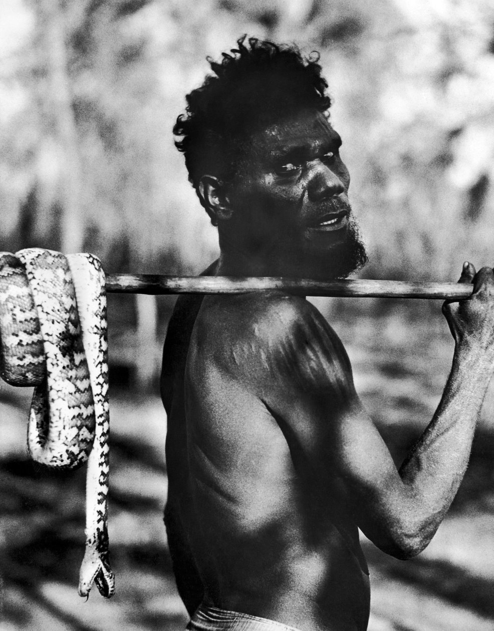 Aborigine With Snake (s/v foto) av Unbekannt