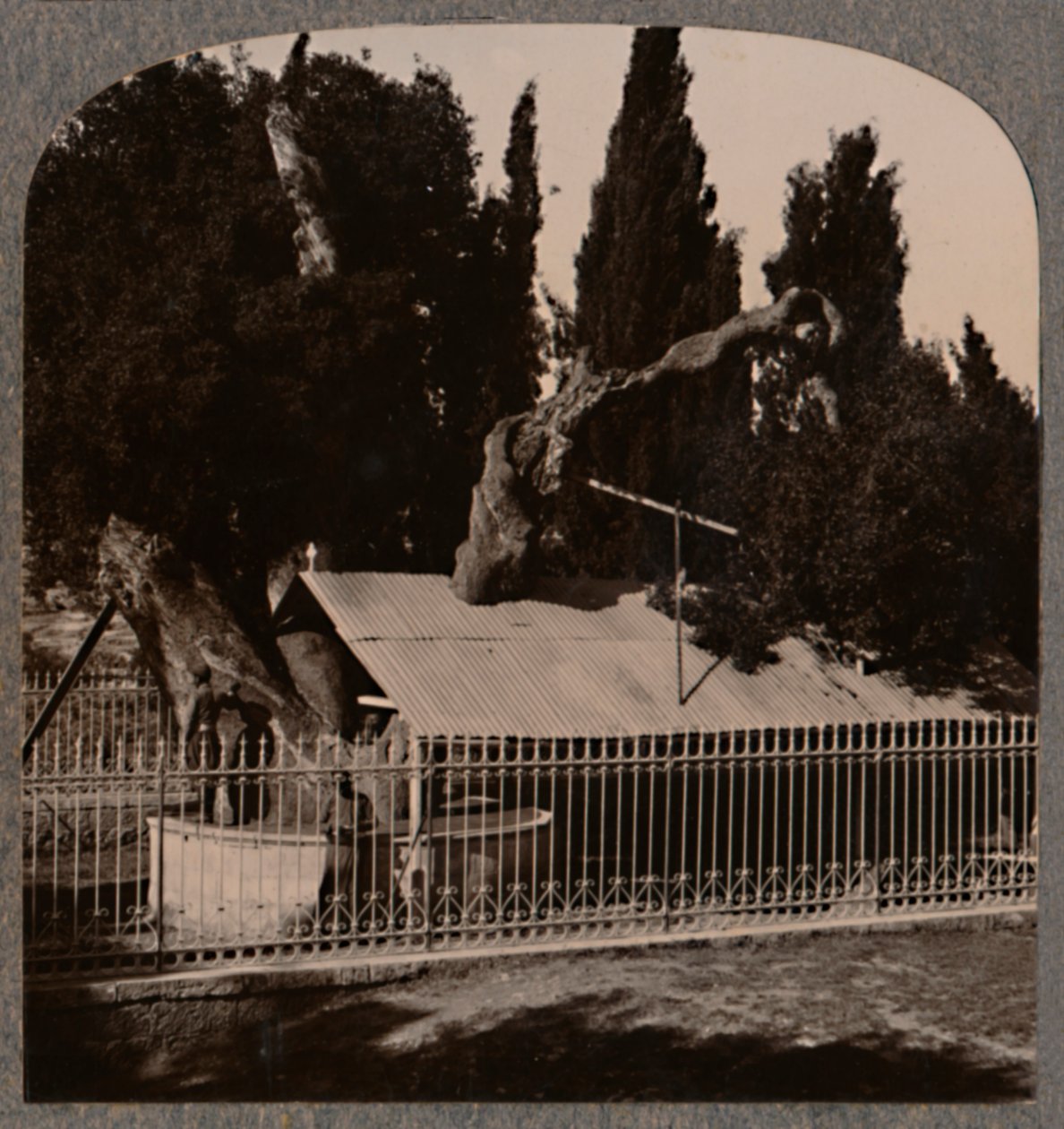 Abrahams Oak nära Hebron, c1900 av Unbekannt