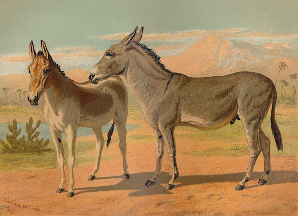 Abessinisk vild manlig röv & kvinnlig indianonager, c1879. av Unbekannt