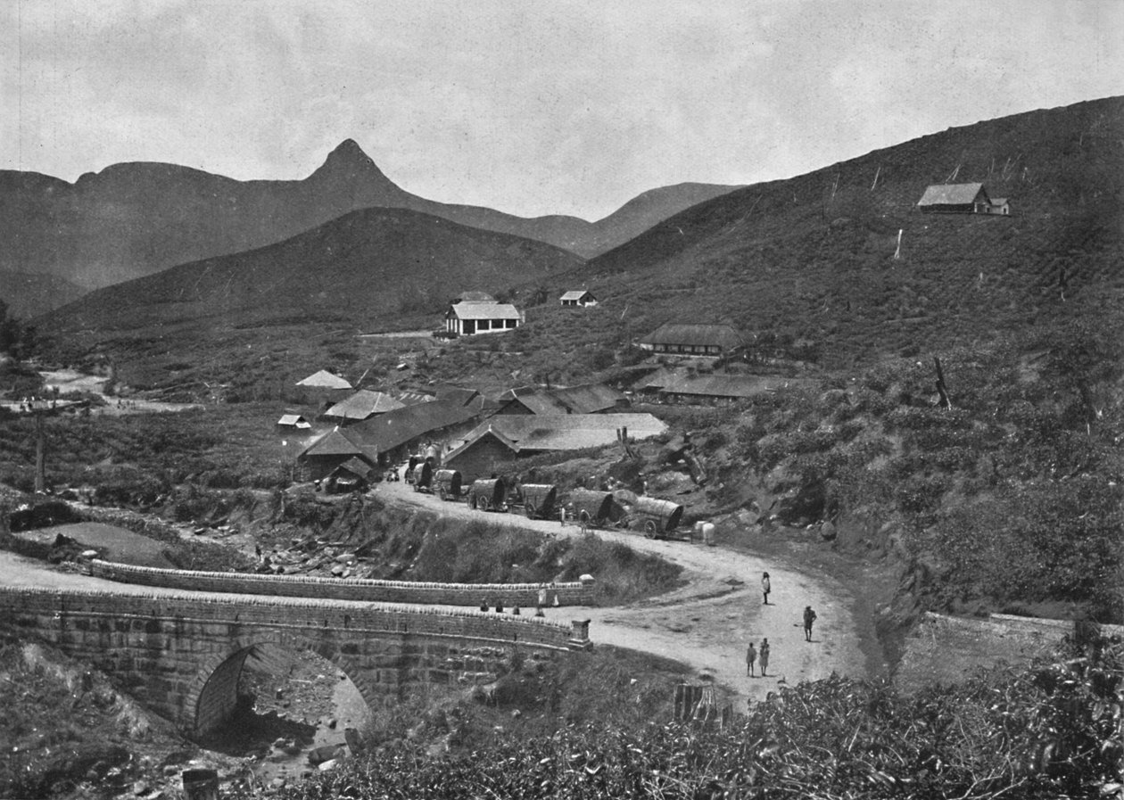 Adamspik och Brownlow Tea Plantation, 1926 av Unbekannt