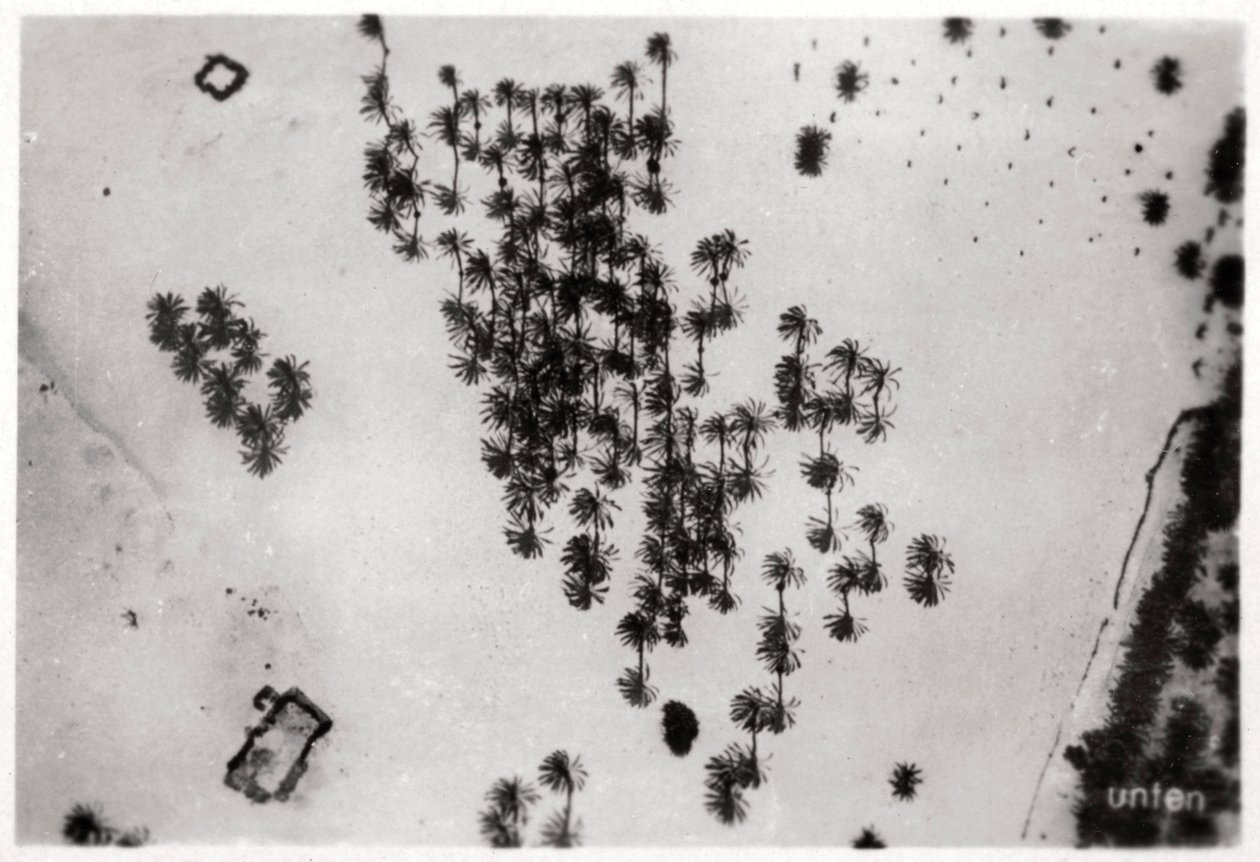 Flygfoto över palmskuggor i den arabiska öknen, från en zeppelinare, 1931 1933 av Unbekannt