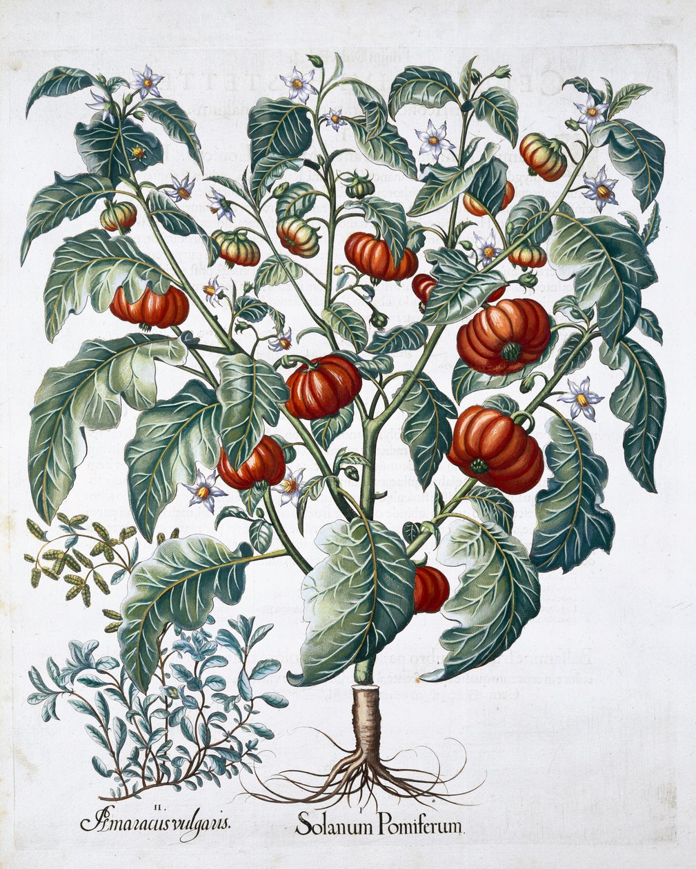 Afrikanska tomat- och mejramväxter, 1613 av Unbekannt