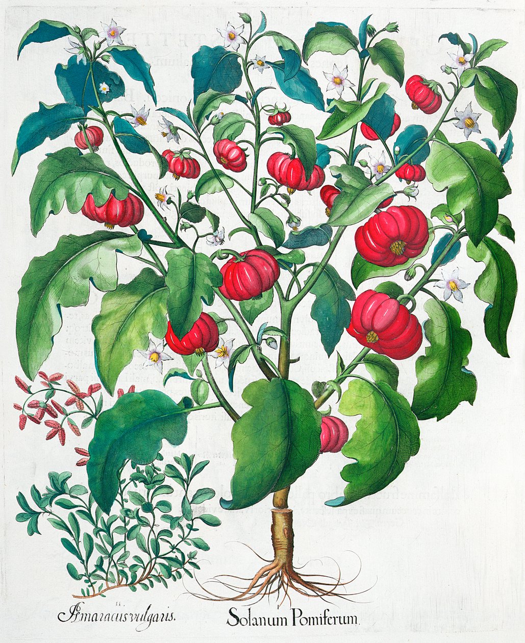 Afrikanska tomat- och mejramplantor, 1613 av Unbekannt
