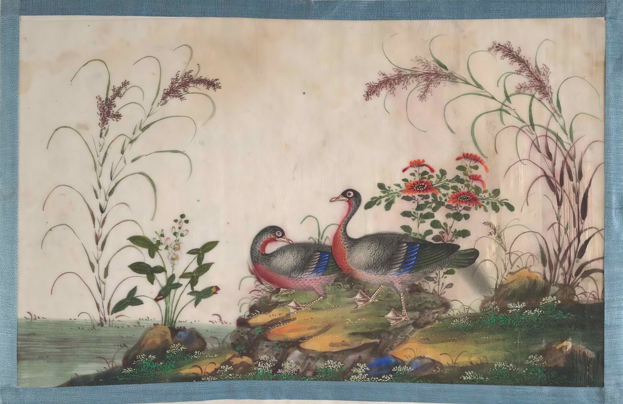 Album innehållande tolv målningar av fåglar, 1800-talet. av Unbekannt