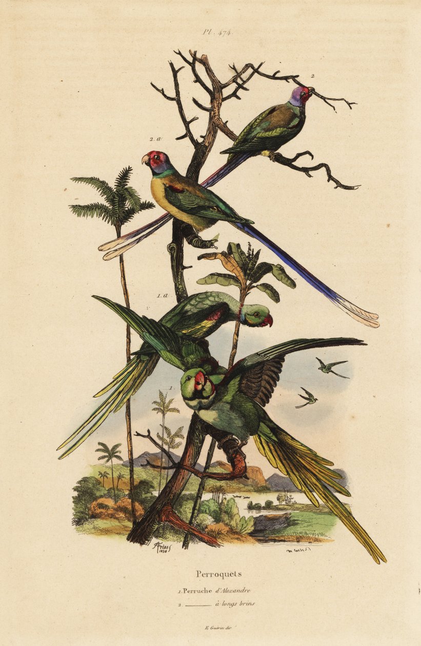 Alexandrine parakit, Psittacula eupatria och långsvansparakit, Psittacula longicauda av Unbekannt