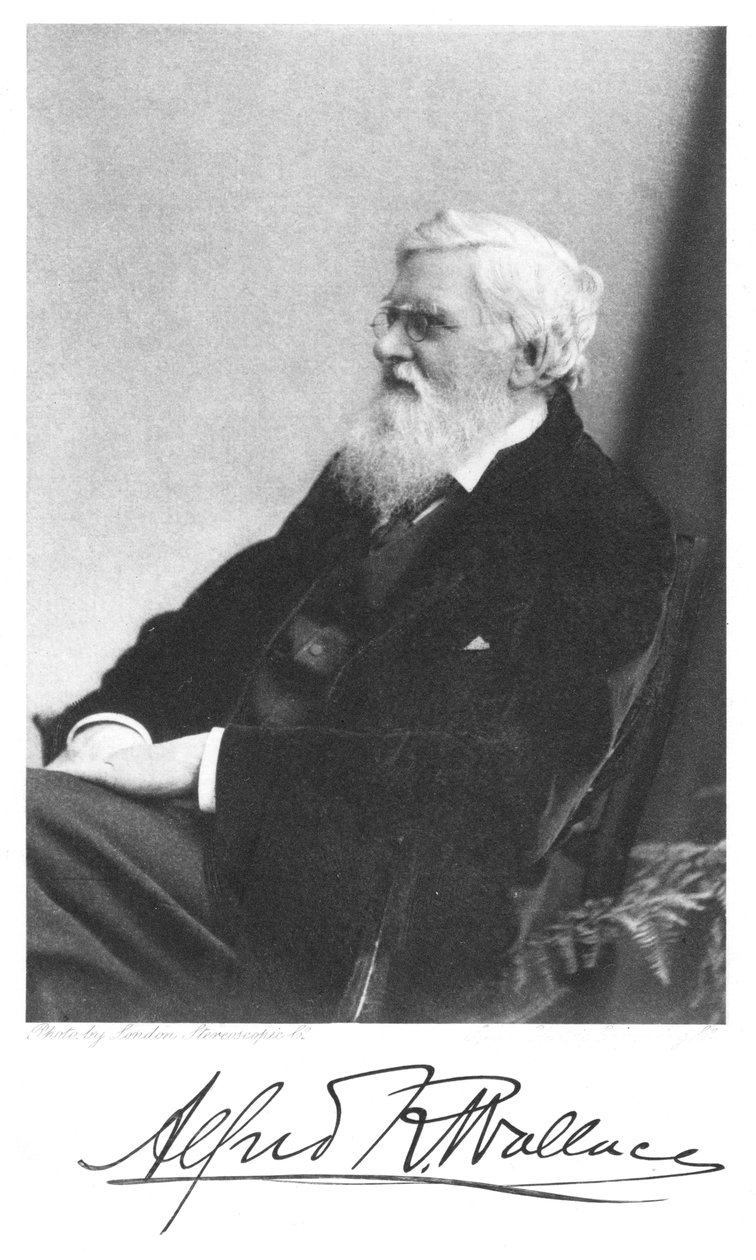 Alfred Russell Wallace, walesisk född brittisk naturforskare, c1900 av Unbekannt