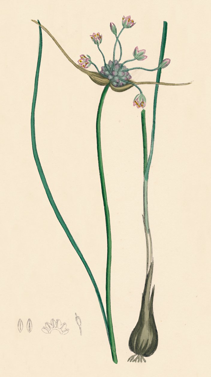 Allium oleraceum var. äkta. Åkervitlök, var. a, 1800-talet av Unbekannt