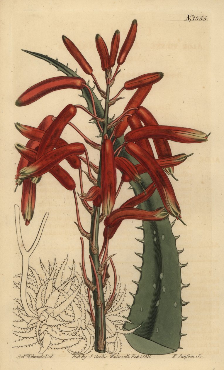 Låg aloe (äppelgrön bladaloe, grön aloe) av Unbekannt