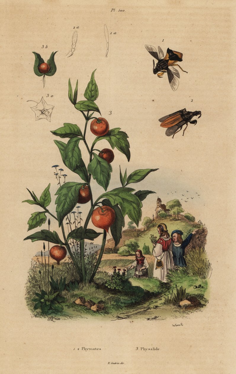 Ambush bug, Macrocephalus cimicoides 1,2, och blåskörsbär eller kinesisk lyktaväxt, Physalis alkekengi 3 av Unbekannt