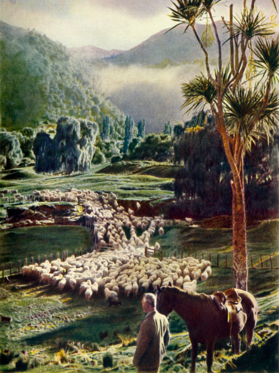 Mitt i skönheten på Nya Zeelands fårfarmar, c1948. av Unbekannt