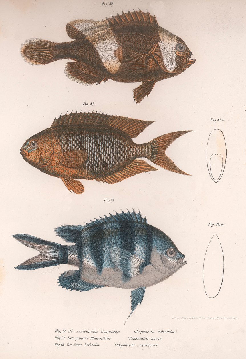 Amphiprion bifasciatus. Pomacentris pavo. Glyphisodo, ca 1850-talet av Unbekannt