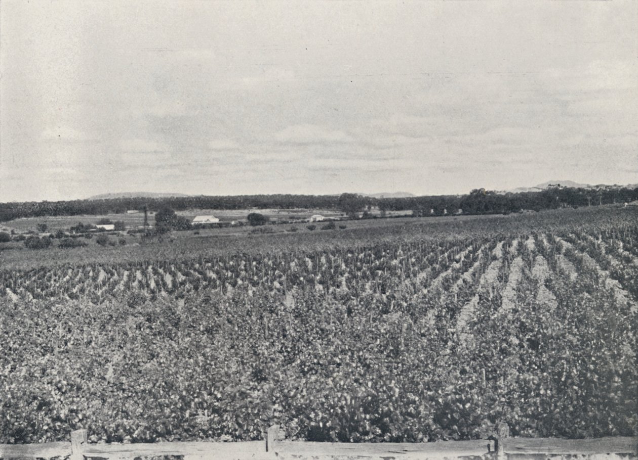 En australisk vingård, 1923. av Unbekannt