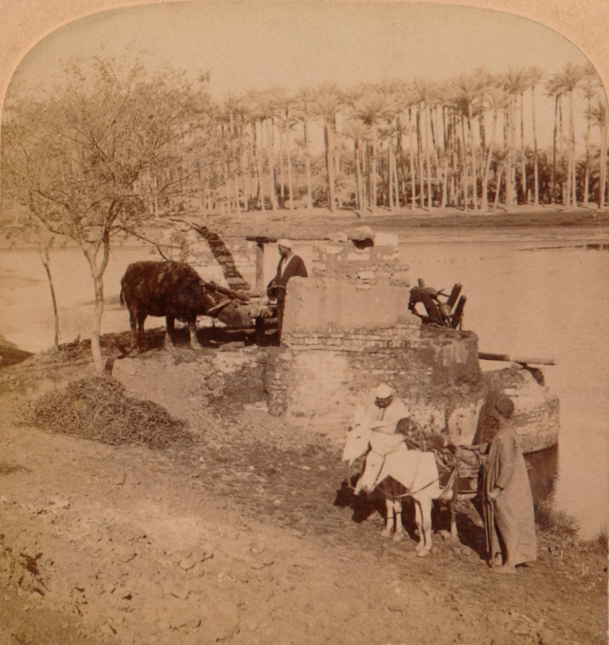 An Egyptian Sakiyeh, Drawing Nile Water for Irrigation, Egypten, 1896 av Unbekannt