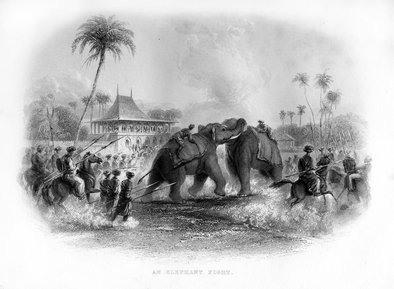 En elefantkamp, Indien, 1800-talet av Unbekannt