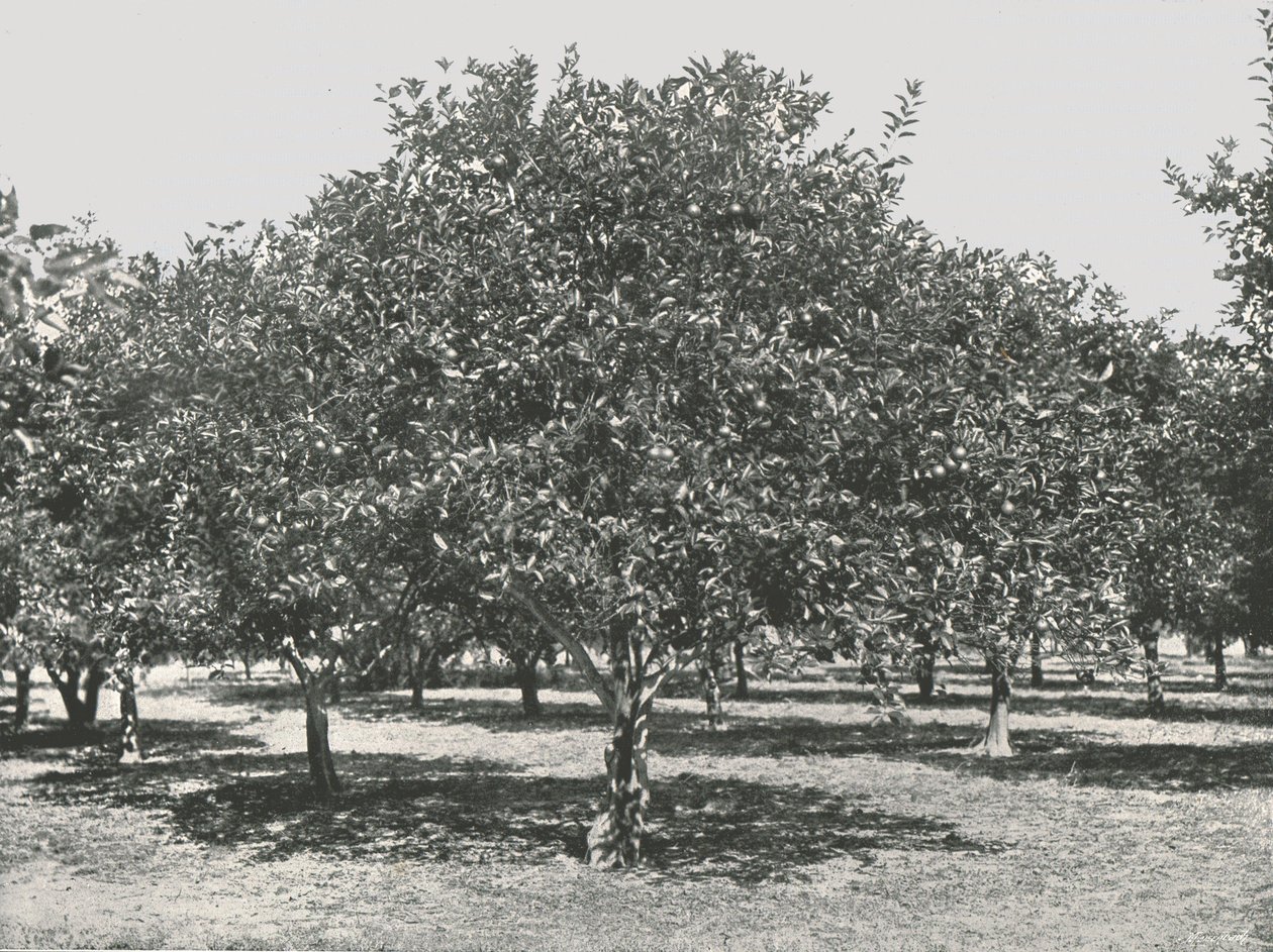 En apelsinlund nära staden, St Augustine, USA, 1895. av Unbekannt