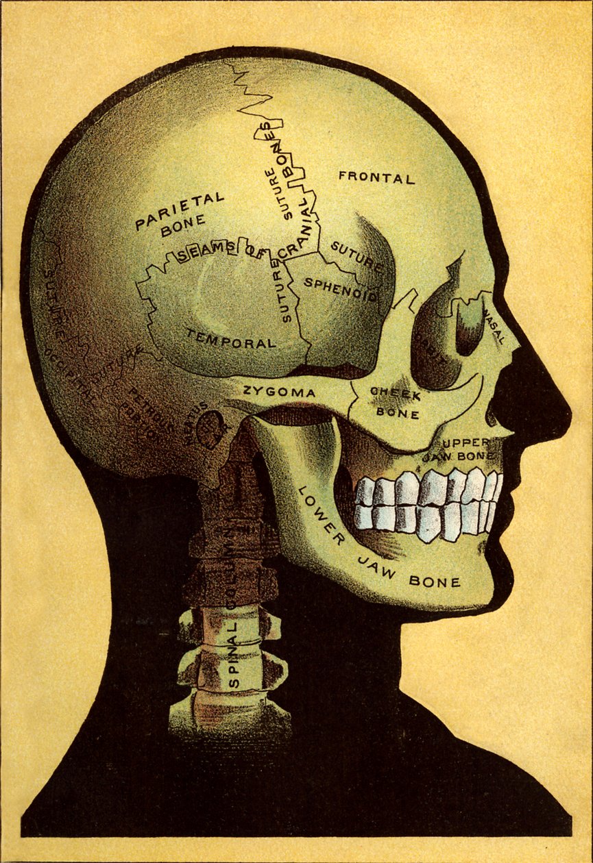 Anatomiskt diagram, huvudet av Unbekannt